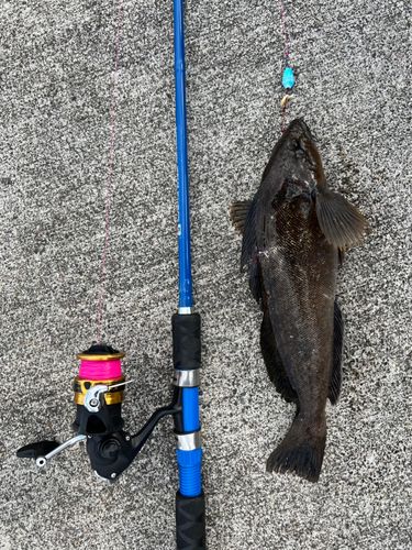 アイナメの釣果