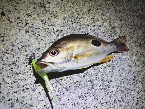 クロホシフエダイの釣果