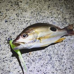 クロホシフエダイ