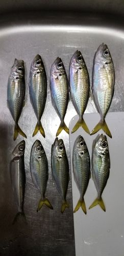 アジの釣果
