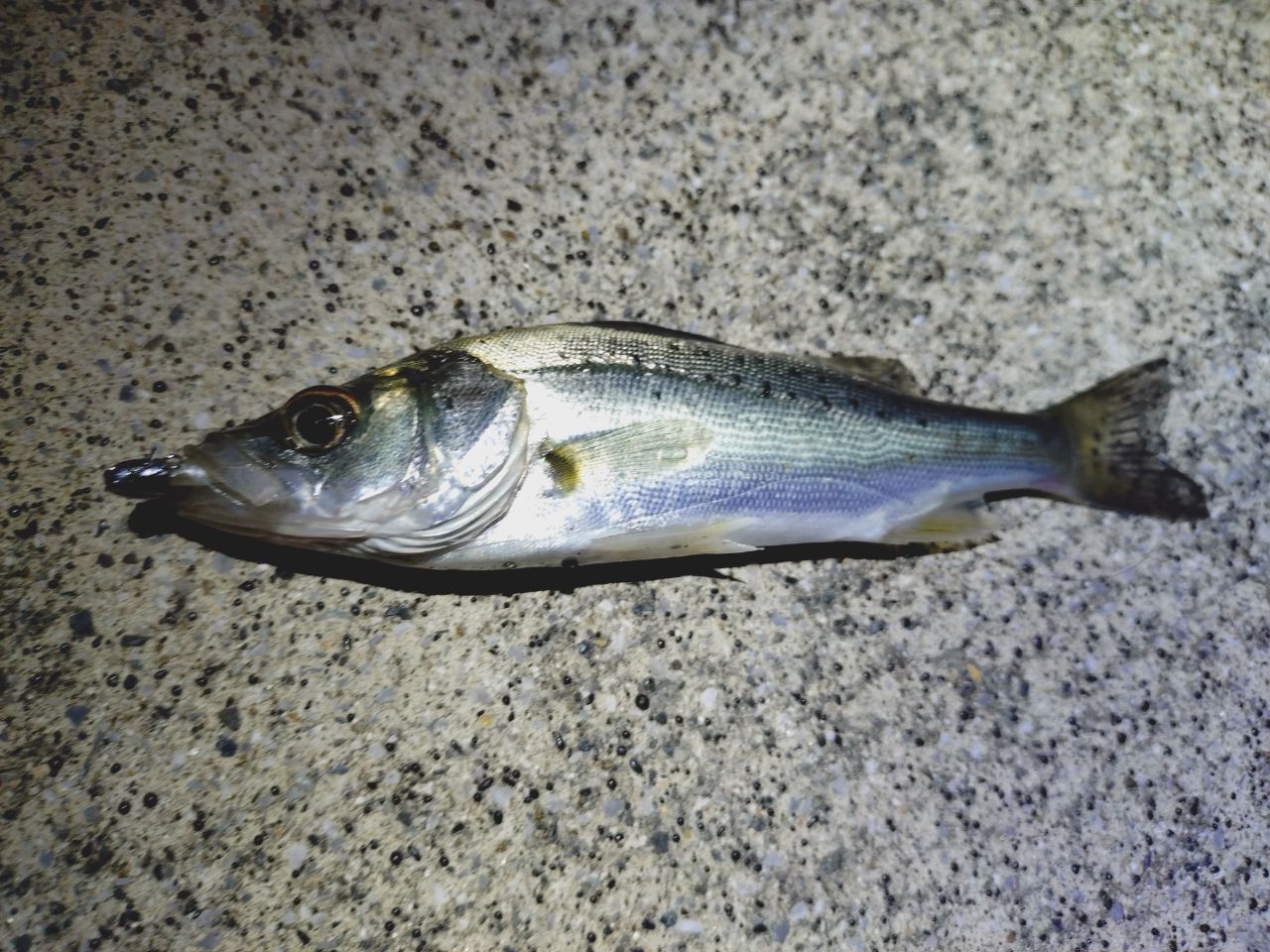 セイゴ（マルスズキ）