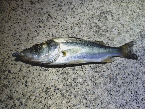 セイゴ（マルスズキ）の釣果