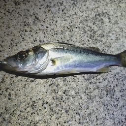 セイゴ（マルスズキ）