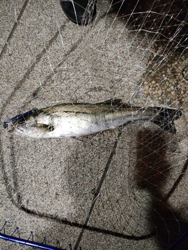 フッコ（マルスズキ）の釣果