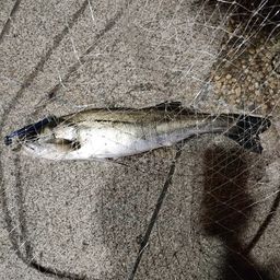 フッコ（マルスズキ）