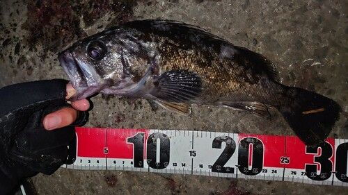 クロソイの釣果