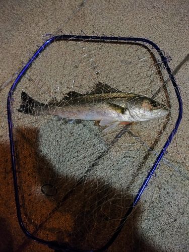 フッコ（マルスズキ）の釣果