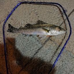 フッコ（マルスズキ）