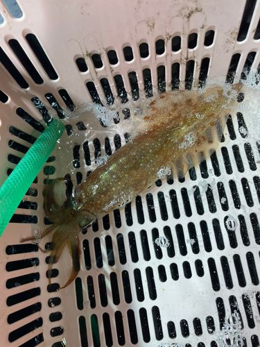 三陸海岸（岩手）