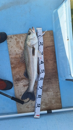 スズキの釣果