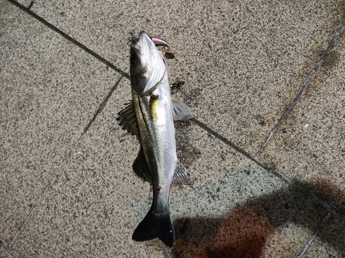 フッコ（マルスズキ）の釣果