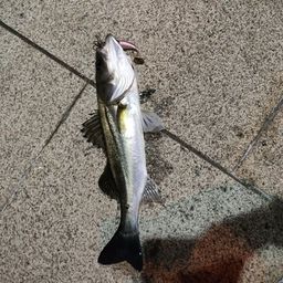 フッコ（マルスズキ）