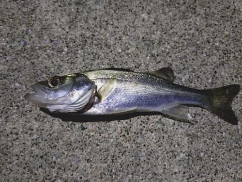 セイゴ（マルスズキ）の釣果