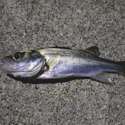 セイゴ（マルスズキ）