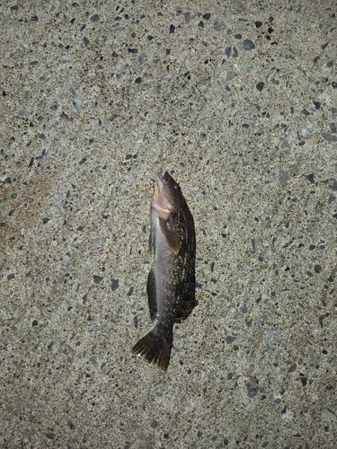 アイナメの釣果