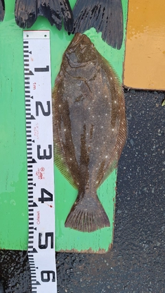 ヒラメの釣果