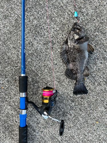 クロソイの釣果