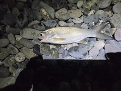 ツバメコノシロの釣果