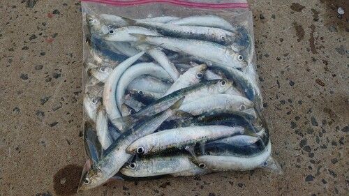 マイワシの釣果
