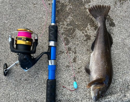 アイナメの釣果