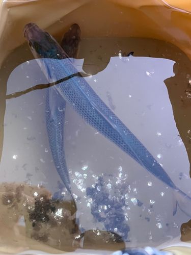 コノシロの釣果