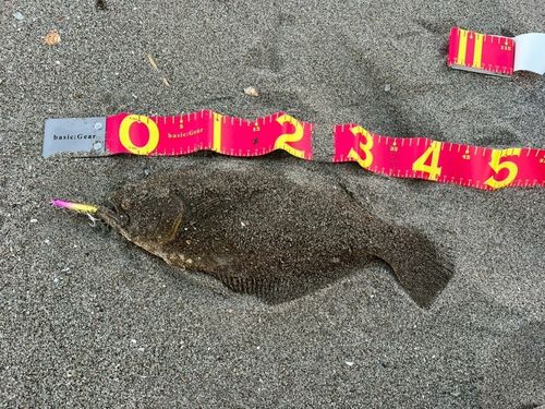 ヒラメの釣果