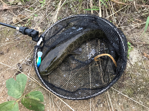 ライギョの釣果