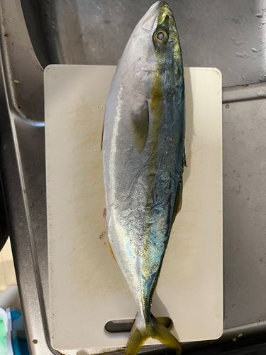 イナダの釣果
