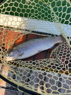 ニジマスの釣果