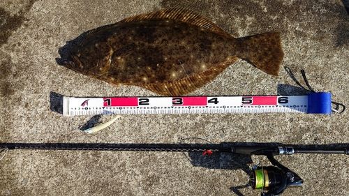 ヒラメの釣果