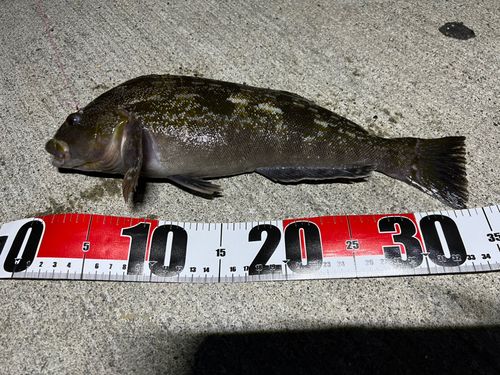 アイナメの釣果