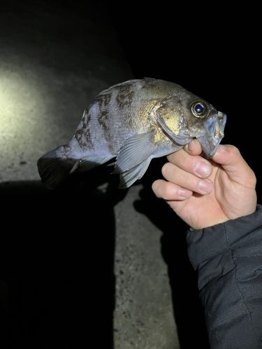 クロメバルの釣果