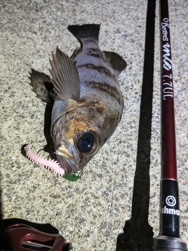 メバルの釣果