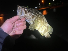 タケノコメバルの釣果