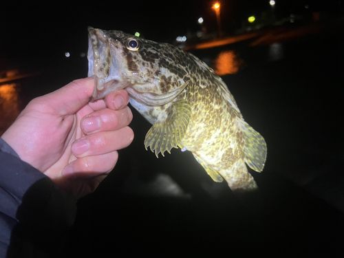 タケノコメバルの釣果