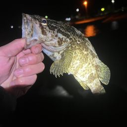 タケノコメバル