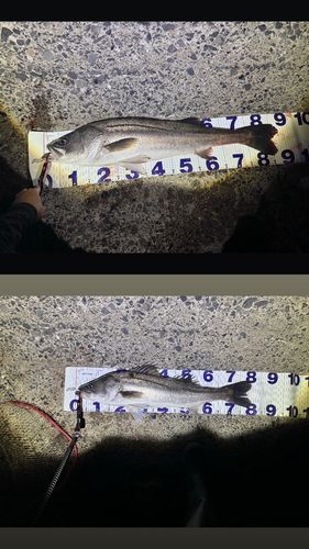 シーバスの釣果