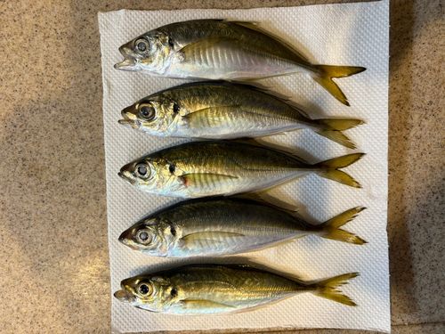 マアジの釣果