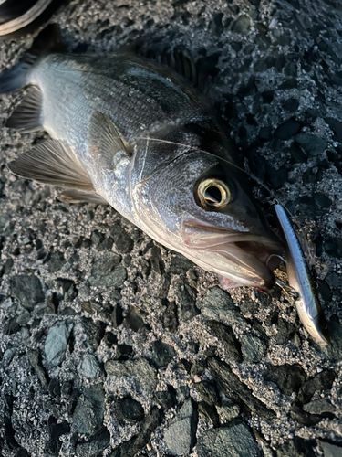 ヒラスズキの釣果