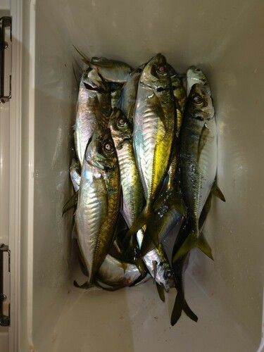 アジの釣果