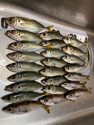 アジの釣果