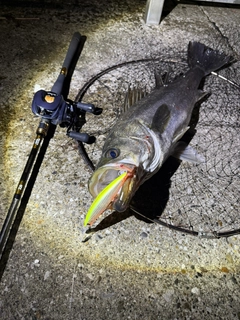 シーバスの釣果