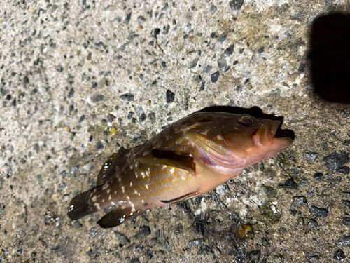 キジハタの釣果