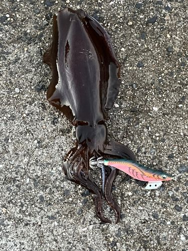 周防大島（屋代島）