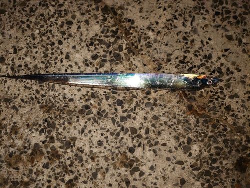 タチウオの釣果