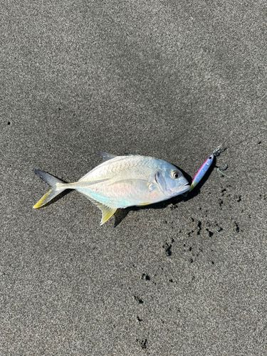 オニヒラアジの釣果