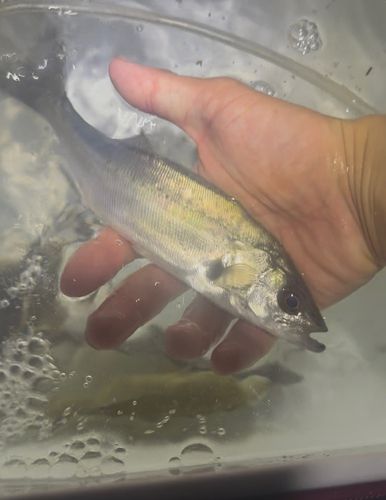 セイゴ（マルスズキ）の釣果