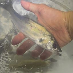 セイゴ（マルスズキ）