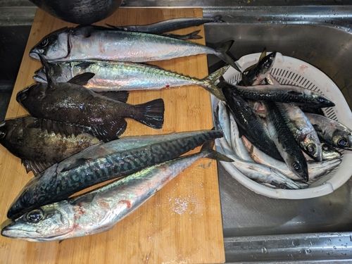 サバの釣果
