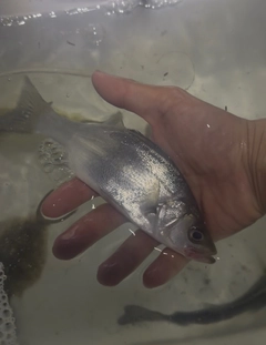 セイゴ（ヒラスズキ）の釣果